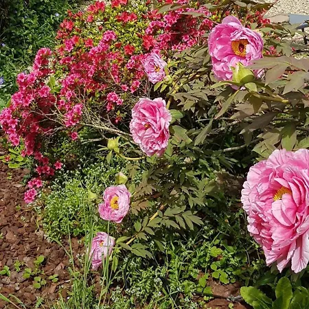 Paisible à Moulins: Charme Ancien, Jardin Clos, Centre Accessible - Fr-1-489-469 Casa vacanze Moulins (Allier)